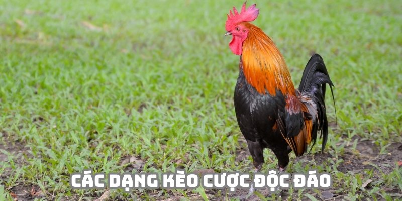 Đa dạng các kèo cược hấp dẫn trong trực tiếp đá gà