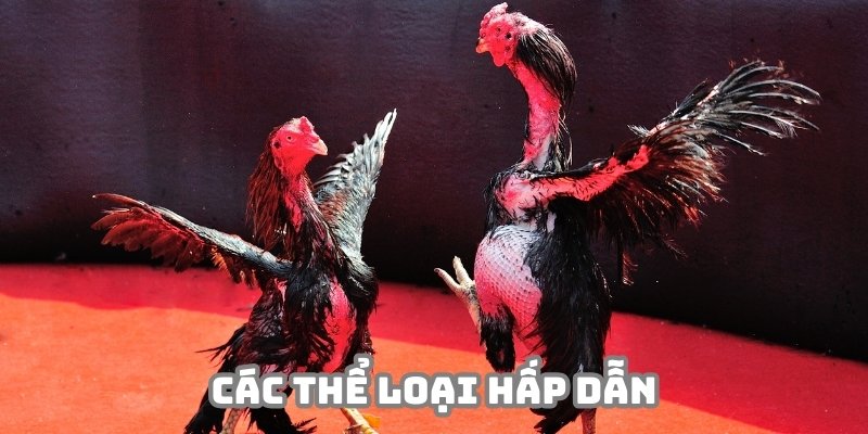 Đa dạng các thể loại hấp dẫn tại trực tiếp đá gà