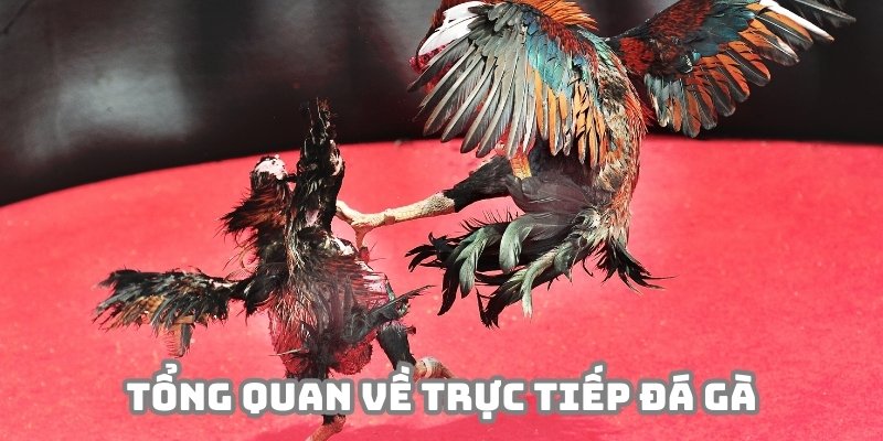 Trực tiếp đá gà là sân chơi có chất lượng cao cấp hiện nay